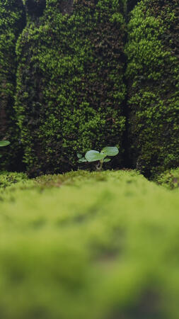 little sprout emerge from mossy brick