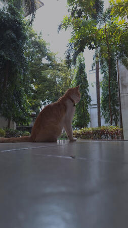 chill catto
