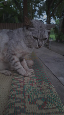 cat
